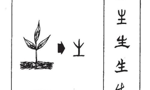 老虎爪草图片大全-权威老虎草主治什么病平台,分享专业老虎爪草药有什么功效和作用知识_老虎爪草药用价值网